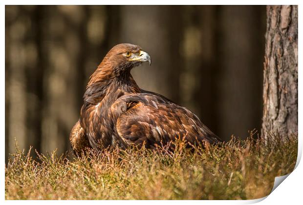Golden Eagle Print by David Hare