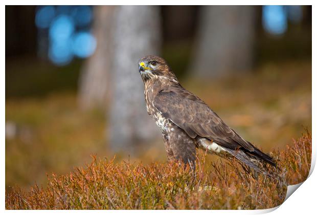 Common Buzzard Print by David Hare