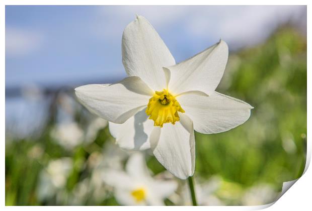 Spring Flora Print by David Hare