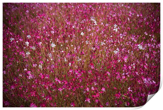 Wild Floral Display Print by David Hare