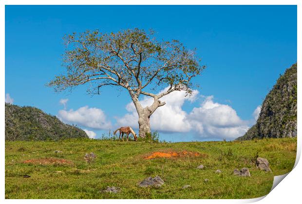 A single tree in Vinales Valley, Cuba Print by David Hare