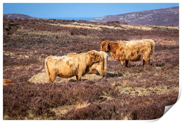 Highland Cattle Print by David Hare