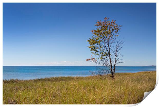 Single tree on a lake shore. Print by David Hare