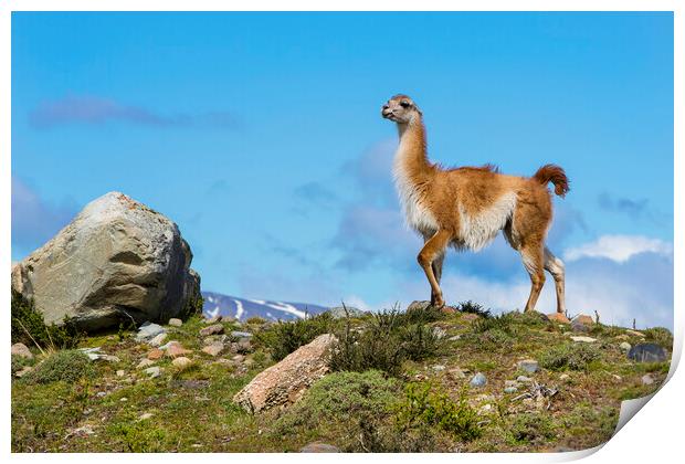 A Guanaco Print by David Hare