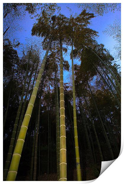 Bamboo Forest at Dusk Print by Jim Leach