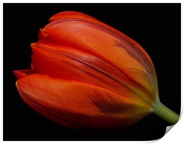 Red Tulip Print by Marina Gray