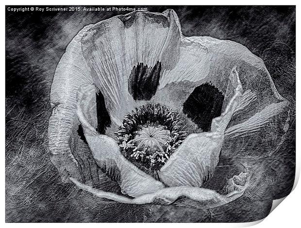  Textured Poppy Print by Roy Scrivener