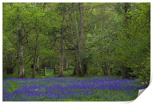 Bluebell Glade Print by Roy Scrivener