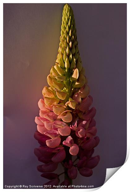 Pink Lupin Print by Roy Scrivener