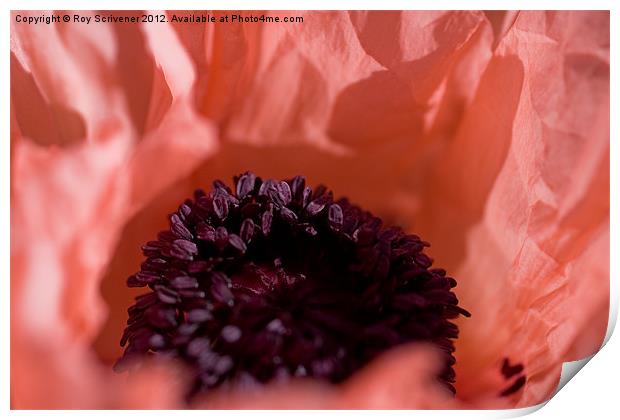 Pink Poppy Print by Roy Scrivener