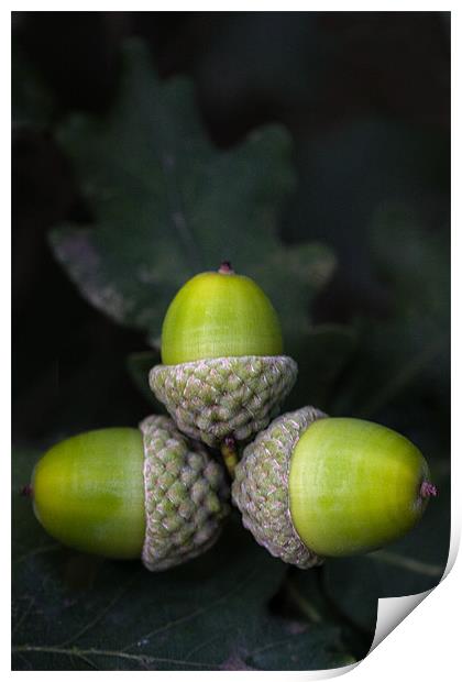 Acorn cluster Print by Roy Scrivener