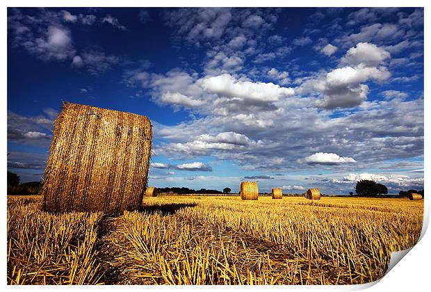 After the harvest Print by Roy Scrivener