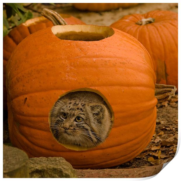 Pumpkin Kitty Print by Roy Scrivener