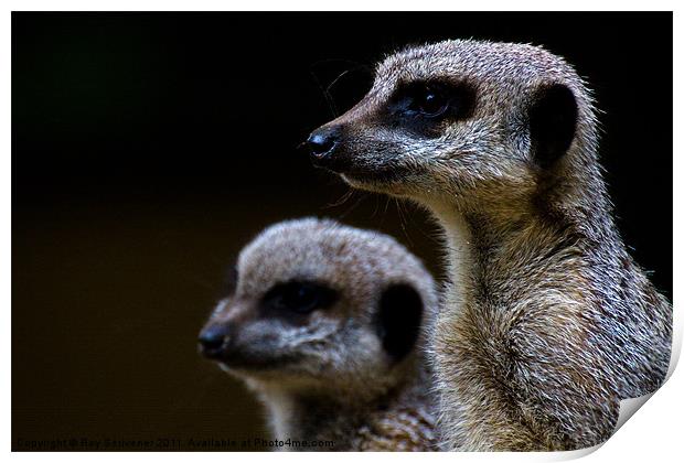 Compare the meerkat Print by Roy Scrivener