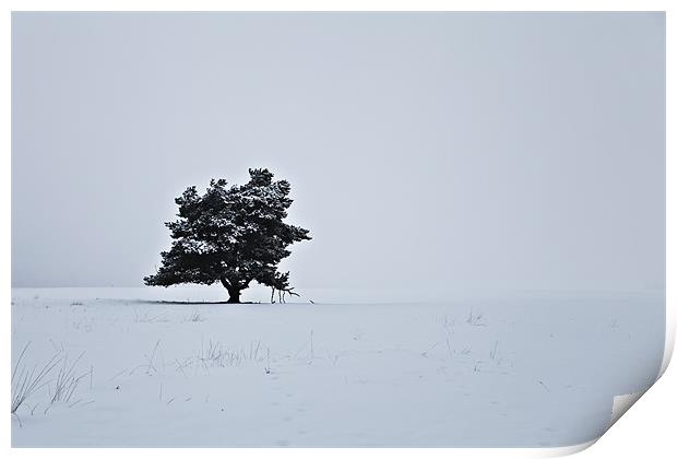Lonely this Christmas Print by Chris Owen