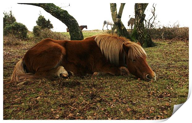 Let sleeping horses lie Print by jim jennings