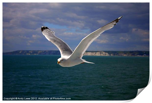 BRITISH SEAGULL Print by Gypsyofthesky Photography