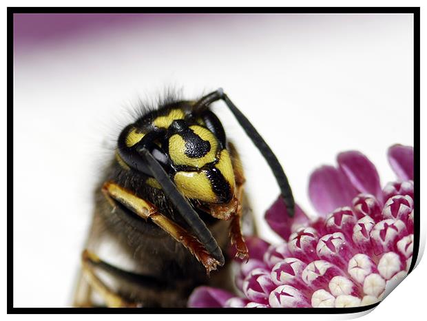 Summer Wasp Print by Gypsyofthesky Photography