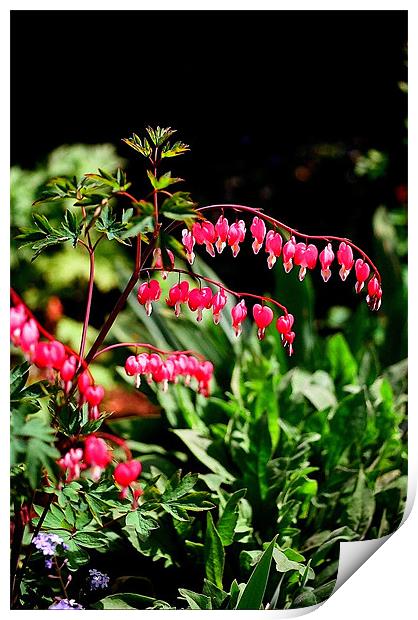 Bleeding Hearts Flower Print by Simon Joshua Peel