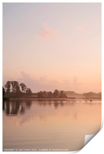 Swans on a misty lake at sunrise. Lynford Lakes, Norfolk, UK. Print by Liam Grant