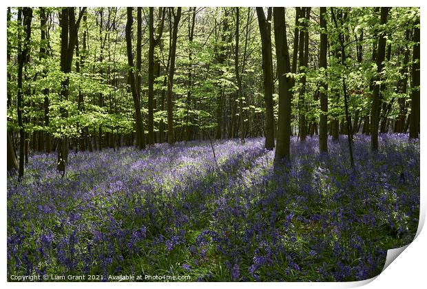 Bluebells in dense woodland at sunset. South Weald, Essex, UK. Print by Liam Grant