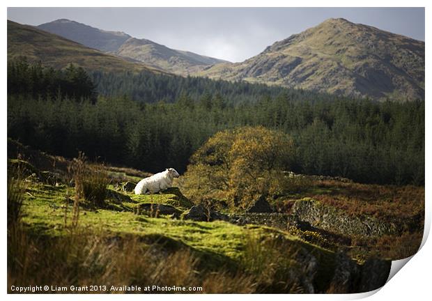 Hafodgwenllian/Lledr Valley/Snowdonia/North Wales Print by Liam Grant