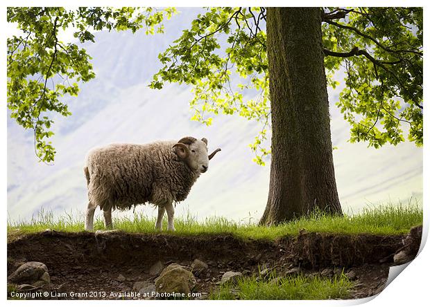 Herdwick Sheep, Lake District, Cumbria, UK in Summ Print by Liam Grant
