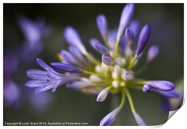 African Blue Lily (Agapanthus) growing in a garden Print by Liam Grant