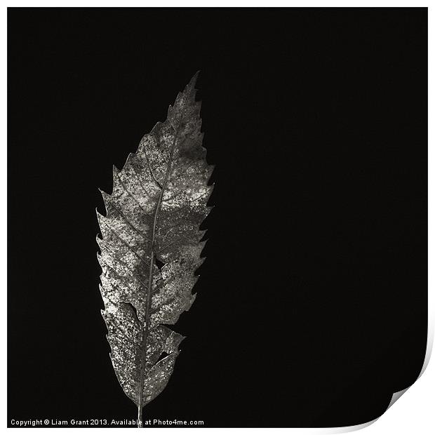 Sweet Chestnut leaf (Castanea sativa) Print by Liam Grant
