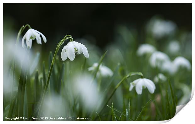 Snowdrops (Galanthus Nivalis) covered in dew dropl Print by Liam Grant