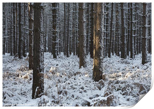 Snow, Thetford Forest, Norfolk, UK Print by Liam Grant