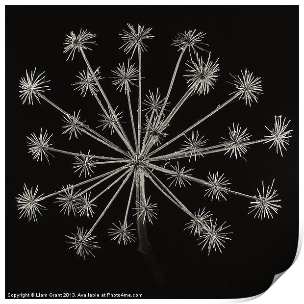Project Decay. Hogweed (Heracleum sphondylium) Print by Liam Grant