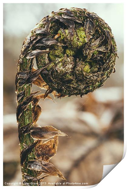 Curled Bracken frond (Pteridium aquilinum) in spri Print by Liam Grant