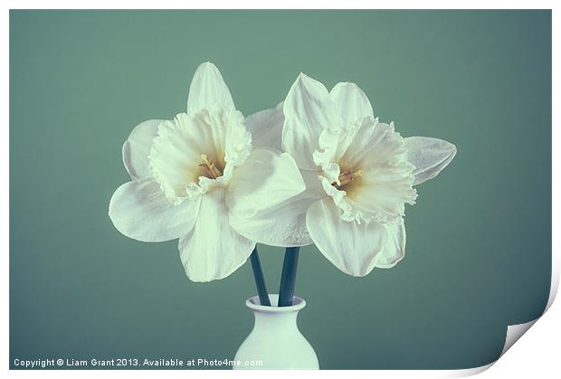 Two white Daffodils (Narcissus) in a vase Print by Liam Grant