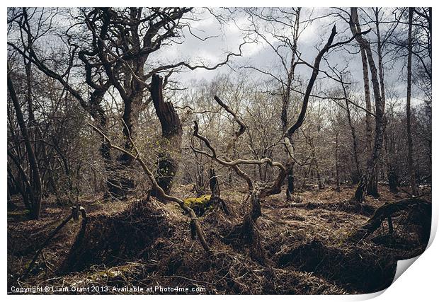 Twisted gnarled tree branches along the Nar Valley Print by Liam Grant