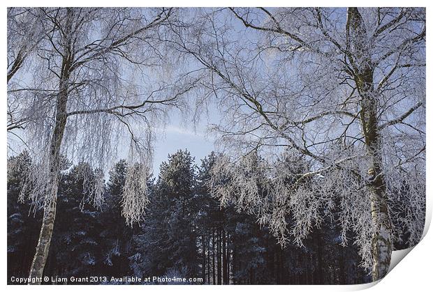Frozen, snow covered Silver Birch trees. Norfolk,  Print by Liam Grant
