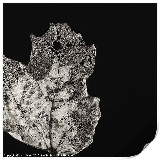 Project Decay. Leaf skeleton. Print by Liam Grant