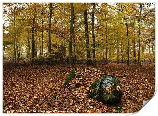 Autumnal woodland. Thetford, Norfolk, UK Print by Liam Grant