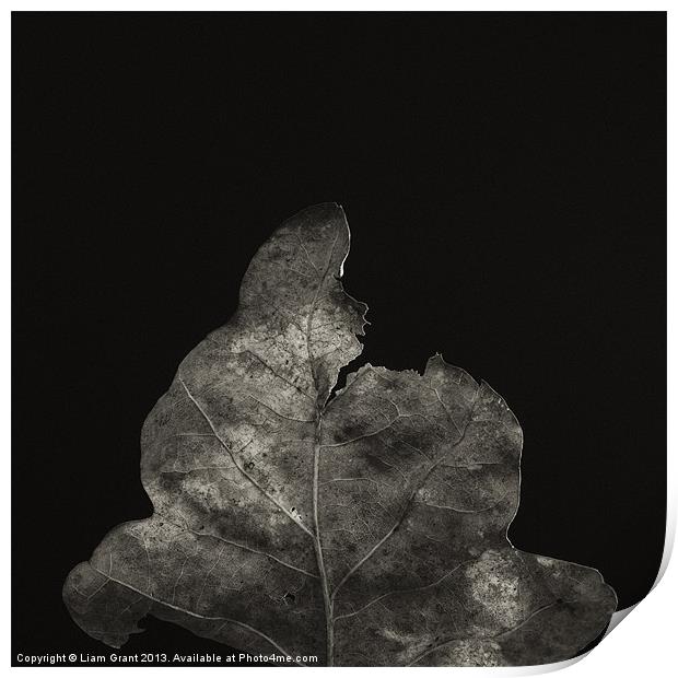 Project Decay. Leaf Print by Liam Grant