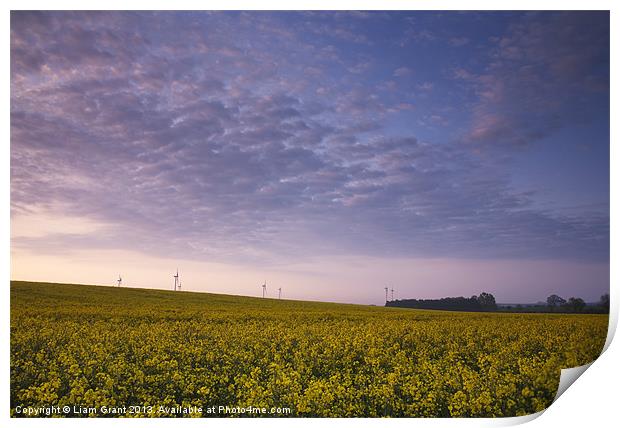 Oilseed rape field and wind farm at sunrise. Print by Liam Grant