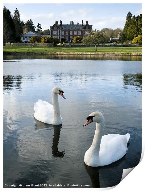 Swans on the lake, with Lynford Hall beyond. Print by Liam Grant