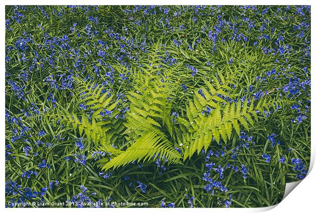 Bluebell and fern, growing wild in woodland. Print by Liam Grant