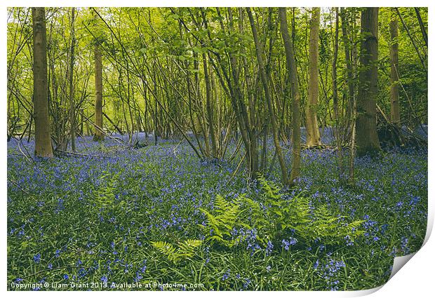 Bluebells and fern, growing wild in woodland. Print by Liam Grant