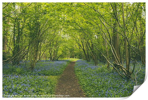 Path through bluebells growing wild in Foxley Wood Print by Liam Grant