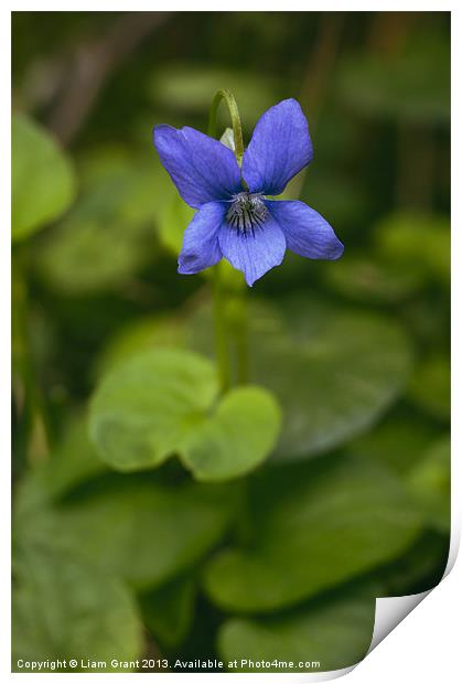 Common Dog-violet growing wild in woodland. Print by Liam Grant