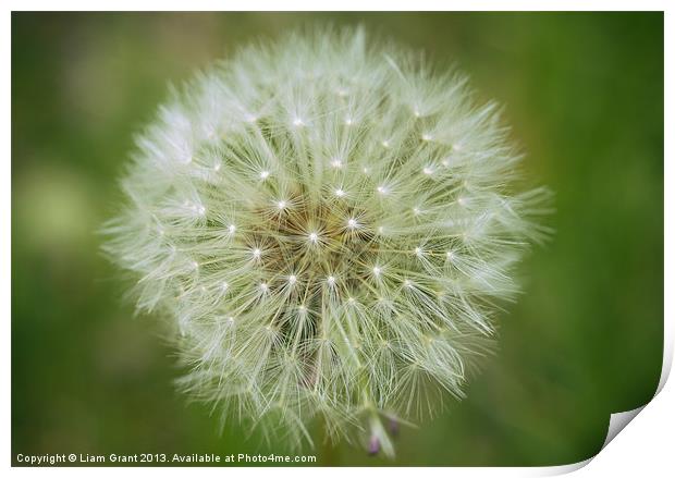 Fruit of a Common Dandelion. Print by Liam Grant