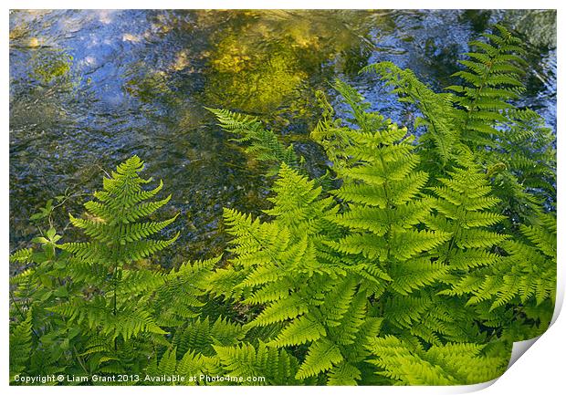 Ferns growing beside a river. Print by Liam Grant