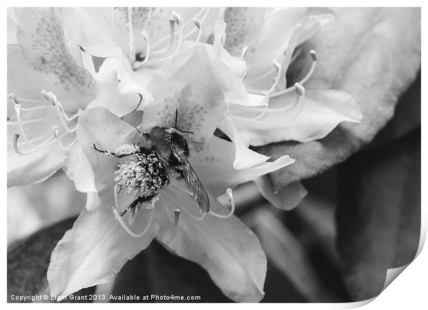 Bumble bee collecting pollen from a Rhododendron f Print by Liam Grant