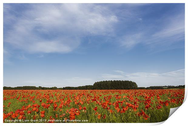 Field of red poppies and rapeseed in evening light Print by Liam Grant