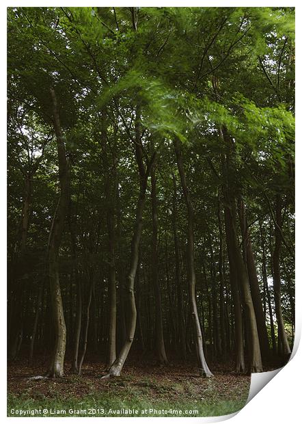 Woodland of Beech trees blowing in the wind. Hilbo Print by Liam Grant